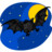 蝙蝠 Bat